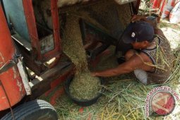 Harga Gabah Dibawah HPP
