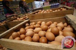 Stok Telur di Pangkalpinang Bertambah 335 Ton