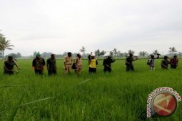 Hama Wereng Serang Pertanian di Jember Selatan
