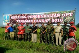Babinsa Bantu Petani Basmi Hama di Jember