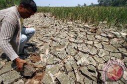 Ribuan hektare sawah di Abdya dilanda kekeringan