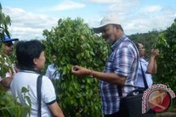 Peserta 5th IPC Kunjungi Kebun Lada