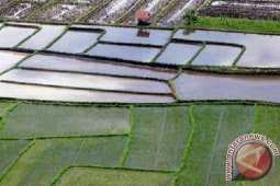 Rencana tanam padi sawah Langkat 80.796 hektare