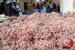 Babel Tambah Stok Bawang 35 Ton
