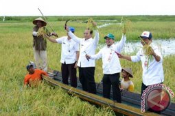Dorong Pengembangan Padi "Surung"