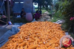 Produksi Jagung di Bali Turun 0,02 Persen