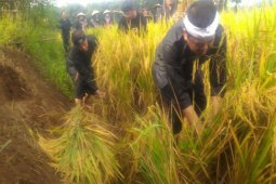 Purwakarta Belum Membutuhkan Impor Beras