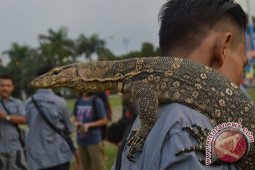 Penggemar Reptil