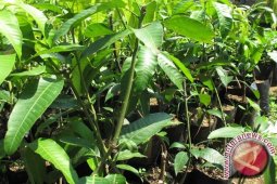Minat Warga Aceh Utara Tanam Mangga Meningkat