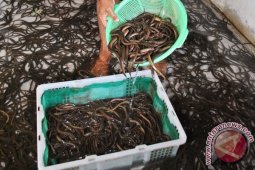 Teknologi "Nanobubble" Mampu Tingkatkan Pertumbuhan Ikan 40 Persen