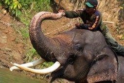 Patroli Gajah