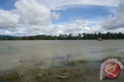 150 Hektar Sawah Rusak Diterjang Banjir di Barus
