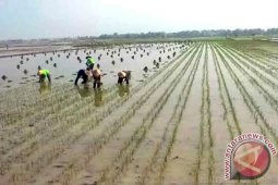 Sawah Seribu Hektare Belum Terealisasi