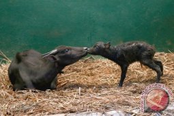 Anoa Lahir Di TSI Bogor Cisarua