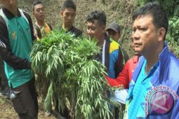 Polisi Temukan 4 Hektare Ladang Ganja Di Madina