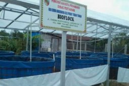 Simuelue kembangkan budidaya lele teknologi bioflog