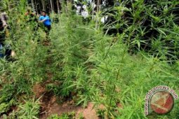 Kapolri pimpin pemusnahan ladang ganja di Aceh