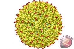 Peneliti Ungkap Struktur Virus Zika