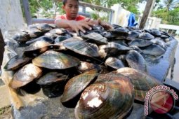 Kerang Kijing Air Tawar