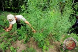 Pemusnahan Ladang Ganja Aceh Utara