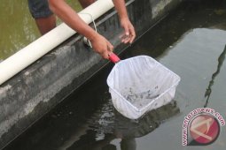Peternak Ikan di Tulungagung Keluhkan Cuaca Buruk