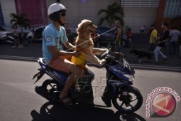 Anjing Kendarai Motor