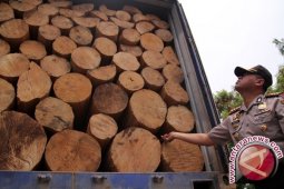 Walhi: Penegak Hukum Harus Tegas Pembalakan Tngl