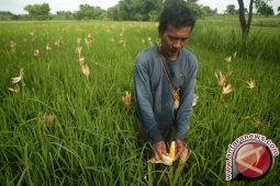 Banua Anam Berpotensi "Sawit Dupa"
