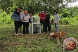 SBI Lepasliarkan Bekantan Jantan Di Pulau Bakut