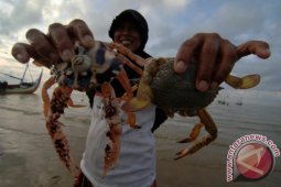 Harga Rajungan Turun