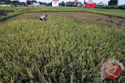 Pemprov Jatim Tanami "Pajale" Manfaatkan Lahan Kering