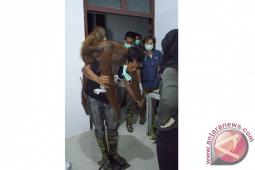 Pelepasanliar Orangutan ke TNGP