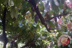 Petani kakao Rejanglebong keluhkan serangan penyakit buah