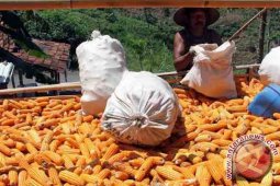 Harga Jagung Tulungagung Turun