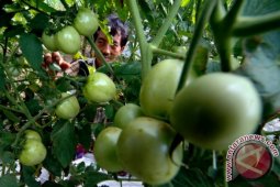 Harga Tomat di Madiun Capai Rp11.000/Kg