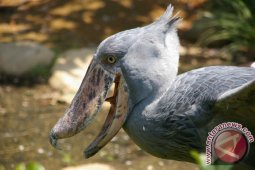 Shoebill, Burung Raksasa Uganda, Bertahan Hidup Melawan Manusia
