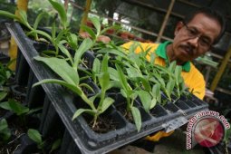 Kloning Anggrek