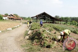 Presiden Jokowi Sapa Petani Di Brebes Jawa Tengah
