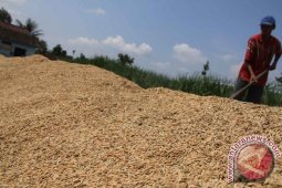Bulog Tulungagung Siap Serap Semua Gabah Petani