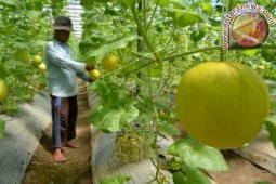 Budidaya Melon Golden
