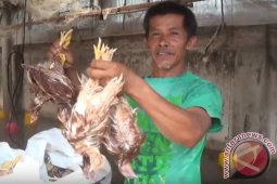 Ratusan  Ayam di Blitar Mati Terendam Banjir