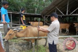 Tanah Bumbu Sosialisasikan Asuransi Sapi