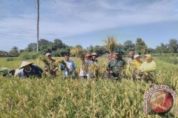 90 Persen Lahan Pertanian Jember Sudah Panen