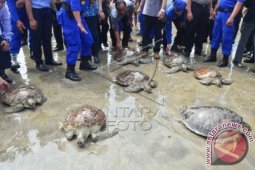 Nusa Dua Reef Foundation Awasi Pengembangbiakan Penyu