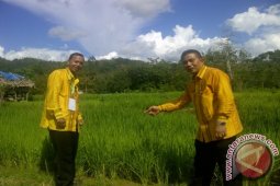 Tapanuli Selatan Kembangkan Padi Organik
