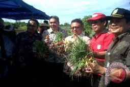 Pemkot Pontianak Panen Bawang Merah 17,5 Ton Untuk Tekan Inflasi