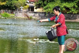 Bupati Mas Sumatri Tebarkan  5 Ribu Ekor Benih Ikan di Kolam Candidasa