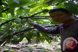 Harga Coklat Tetap Bertahan