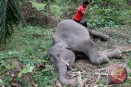 Anak gajah ditemukan mati di Kabupaten Pidie