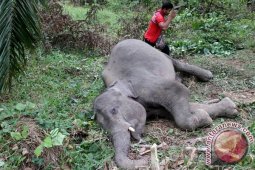 Gajah Sumatera Mati Di Aceh